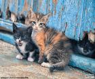 Üç yavru kedi